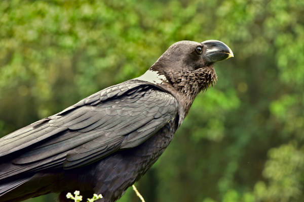 White-Necked Raven is endemic to Kilimanjaro and can even be spotted close to the summit of Kilimanjaro. 