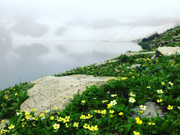 Yellow wildflowers by the shores of Bhrigu Lake.