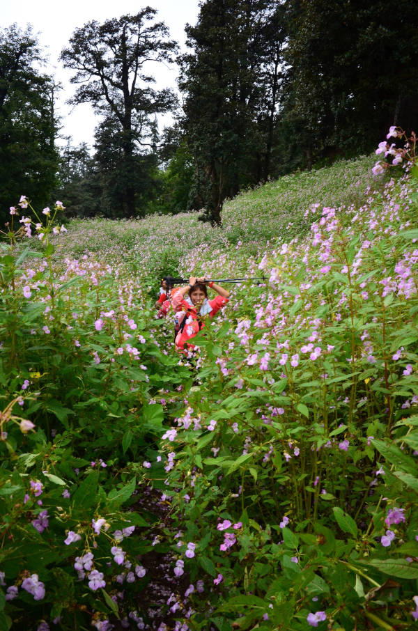 On  the hike to Bhrigu Lake, we discovered that the Himalayan Balsam can grow up to five feet and beyond!