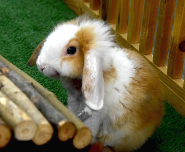 a cute brown rabbit 