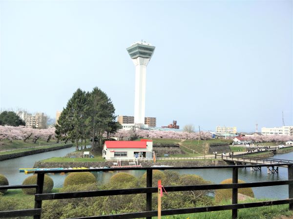 A view of the Goryokaku Tower from Goryokaku Fort surrounded by pink cherry blossom trees and a moat.