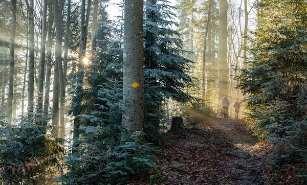 Two hikers walking into a forest where the sunlight is seeping through the trees. 