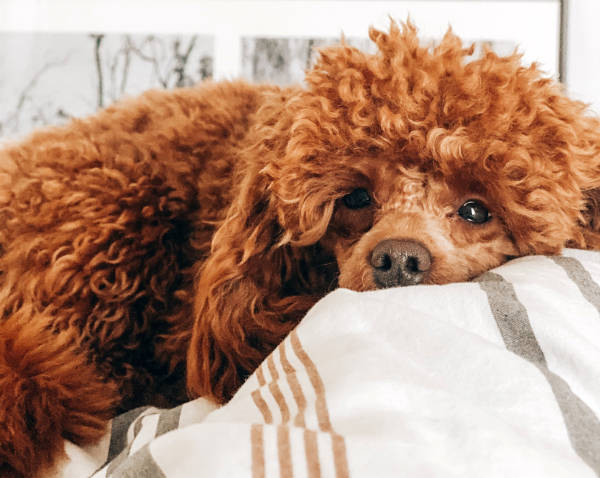 A fluffy, brown toy poodle lying on a piece of striped cloth with its eyes and snout pointing towards the camera. 
