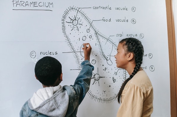 A boy and girl drawing of a Paramecium and labeling each parts which is a visual note-taking style.