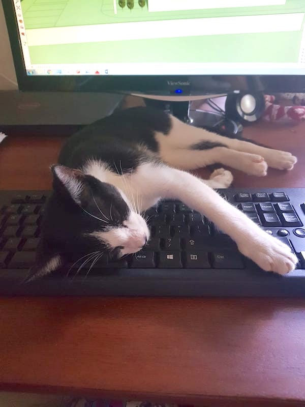 Zainab's cat, Ubi, sleeping on her computer keyboard.