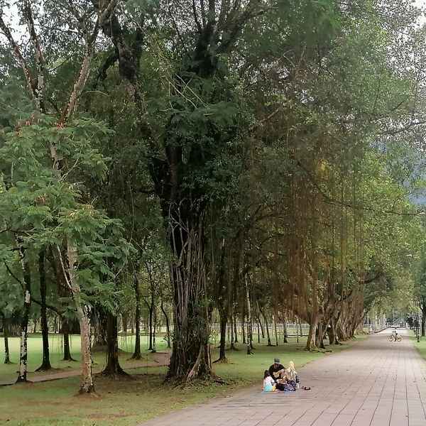 A family of three sitting on the pavement under a huge rain tree in Taiping