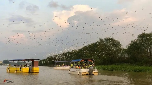 Storks flying over the boats